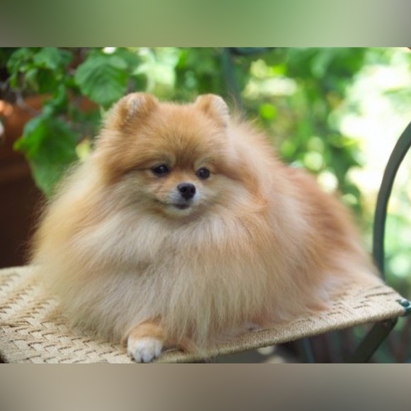 Meet your Posher, Michelle - Picture 7 of 13